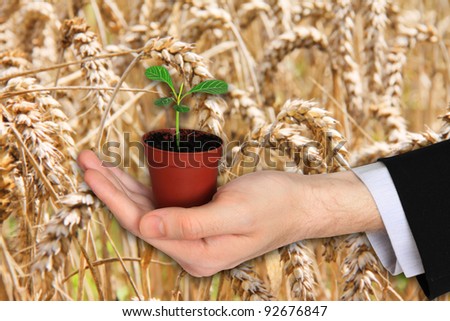 Businessman\'s Hand with the green little Plant