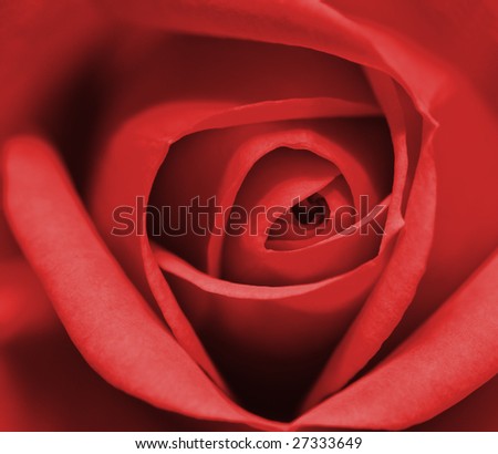Macro image of dark red rose