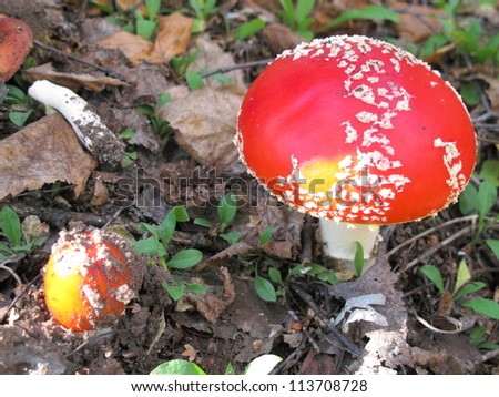 Fly agaric (Amanita muscaria) mushroom in the autumn forest