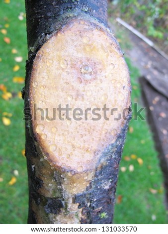 Sawn end of a fruit tree covered with protective garden wax to prevent infections and rottting