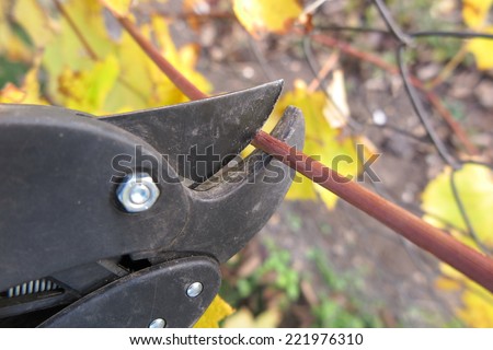 Pruning a vine with a garden secateur in the autumn garden