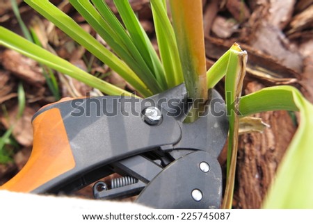 Pruning a dry flower peduncle with a garden secateur in the autumn garden