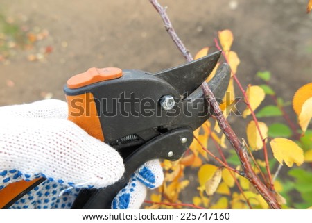 Pruning a fruit tree branch with a garden secateur in the autumn garden