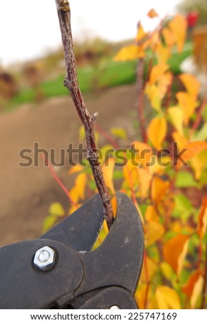 Pruning a fruit tree branch with a garden secateur in the autumn garden