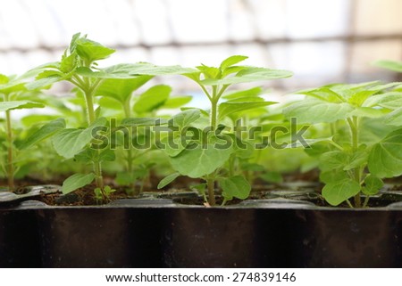 Annual flower seedlings in plastic flowerpots in the modern greenhouse in spring