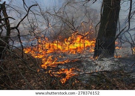Burning forest - the natural disaster caused by an anthropogenous factor
