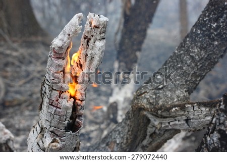 Flaming trunk in the burning forest - the natural disaster caused by an anthropogenous factor