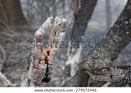 Flaming trunk in the burning forest - the natural disaster caused by an anthropogenous factor