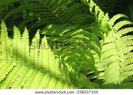 Bright young male fern fronds (Dryopteris filix-mas) in the summer garden