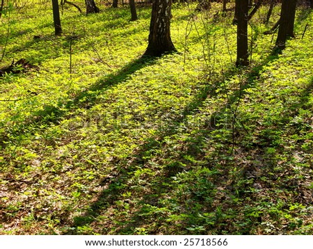 Spring glade in forest shined with the sun