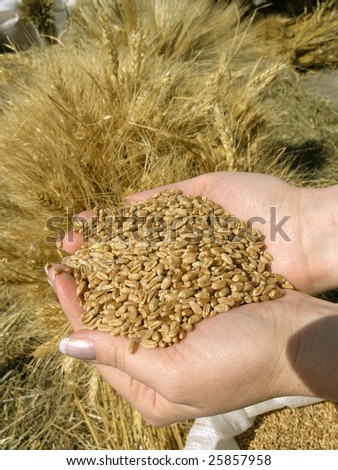 stock photo : Woman hands full of wheat grains and wheat bundles