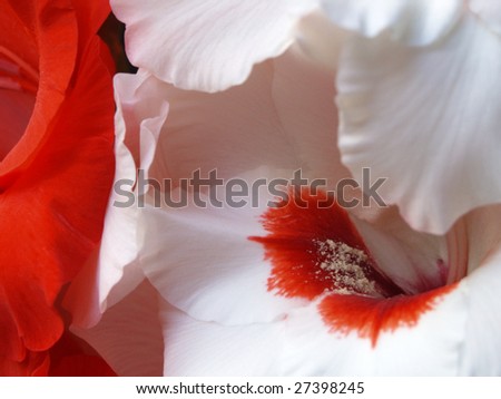 Closeup of red and white gladiolus (Iridaceae, Gladiolus) flowers