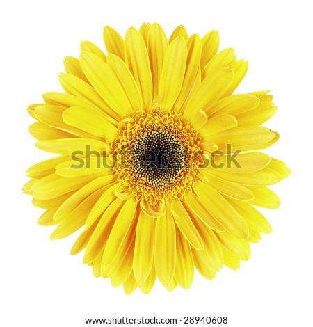  Closeup of yellow Gerbera (Compositae) flower on white background