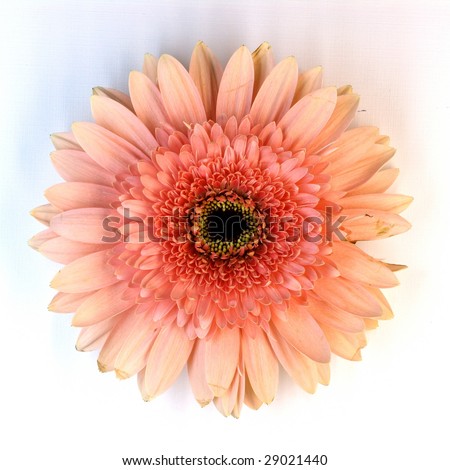 Closeup of pink Gerbera (Compositae) flower on white background