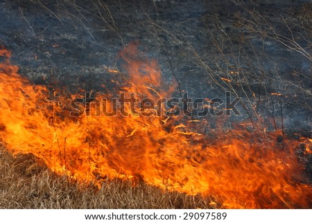 Fire line moving forwards - tongues of flame consuming dry grass