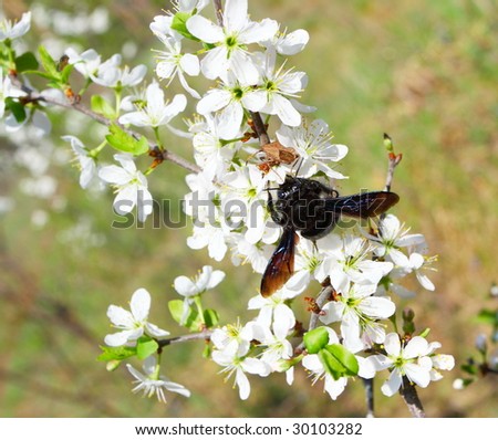 Carpenter bee sitting on blossoming cherry bush in spring forest