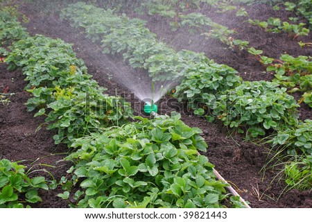 Watering of strawberry seedbeds with a sprayer