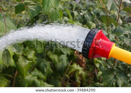 Watering of garden plants with a shower sprayer head