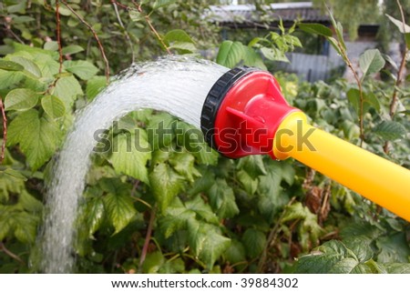 Watering of garden plants with a shower sprayer head