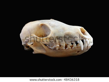 red fox. stock photo : Isolated red fox
