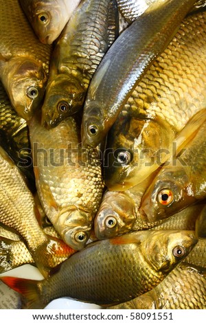 Freshly caught river fishes of various killifish species