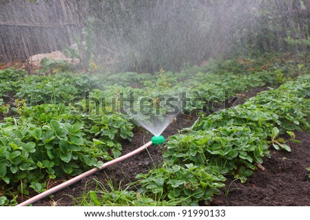 Watering of strawberry seedbeds with a sprayer