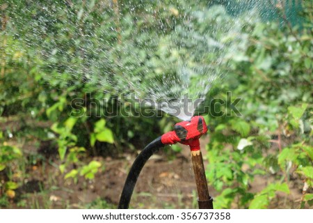 Garden sprinkler watering a cabbage bed in the summer garden against a fence