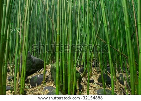 Zen Bamboo and Rocks