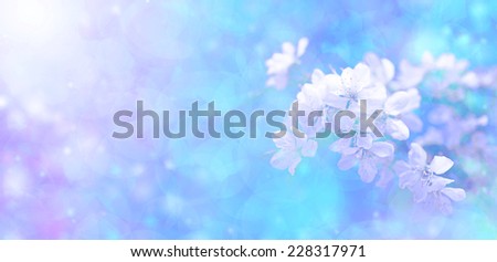 Sunshine bokeh blossom banner  -  A creative blue banner with bokeh effect, sunlight and branch of white blossom