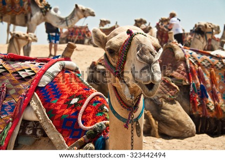 Camel rides giza cairo, tourist attraction, close-up head of camel, bright coloured camel blanket, camels in background