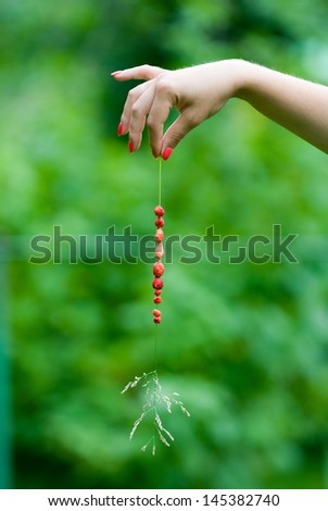 Fresh and wild strawberries lined up on a straw.