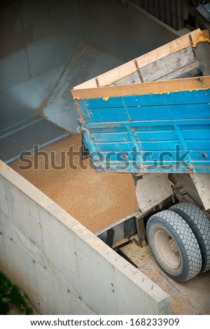 Harvested wheat pouring from truck into grain elevator