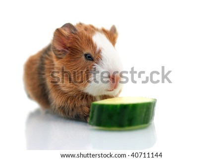 Guinea Pig Cucumber