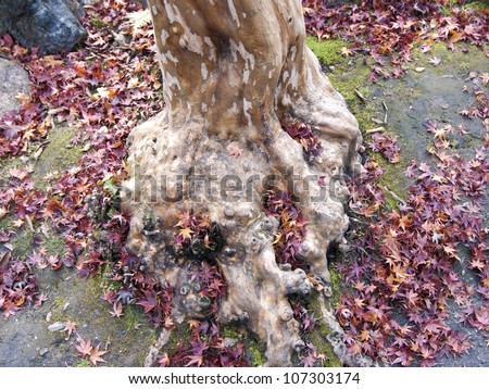Japanese maple tree roots and trunk  with red leafs around; focus on the roots and front leafs