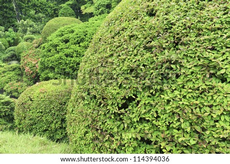 well trimmed bushes in fresh summer garden; focus on front bush leafs