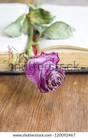 detailed dry pink rose flower used as bookmark in vintage book; focus on flower