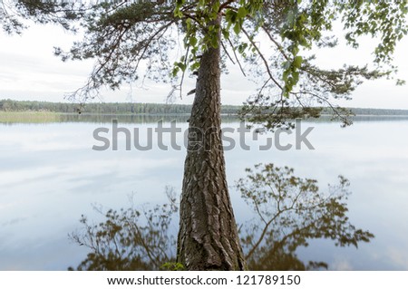 huge pine tree stem hanged over calm lake waters