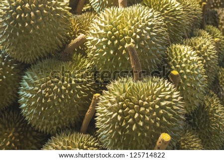 Many fresh durians. Durian is a king of fruits for many people in Southeast Asia