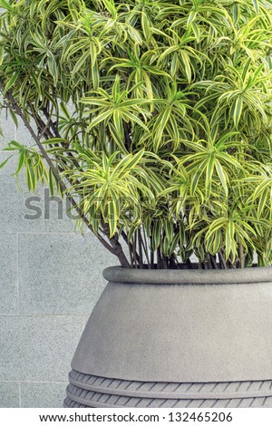 fresh green plant in big flowerpot with grey city wall background