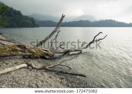 stormy weather on the mountain lake with huge driftwood tree stem