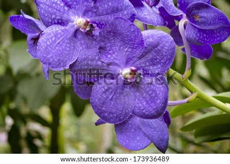 dark blue orchids from National Orchid Garden of Singapore with focus on central flower
