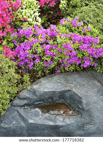 blooming azalea bushes and wet rock fragment from Japanese zen garden by springtime