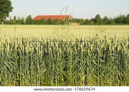 green fresh wheat plantation with big red barn behind the field, focus on front stalks
