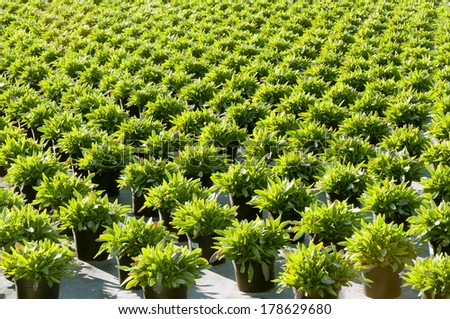many green plants growth in small pots by late springtime