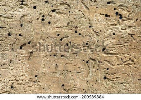 detailed structure of wooden board destroyed by box elder bugs