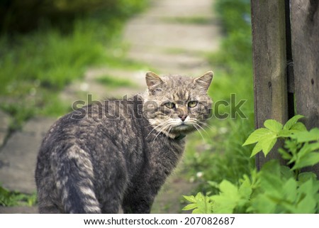 stray cat look back on village pathway