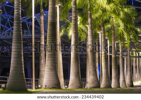 palm trees alley illuminated by night in Singapore city