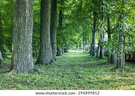 giant trees alley in old park by summer