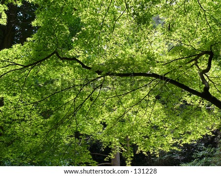 japanese tree branch
