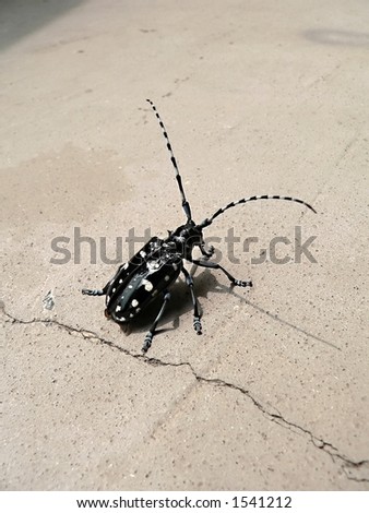 giant bug on the floor background